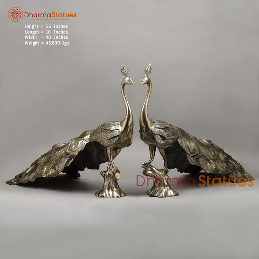 Brass Peacock, Fine Golden Finish, 25" (Single)