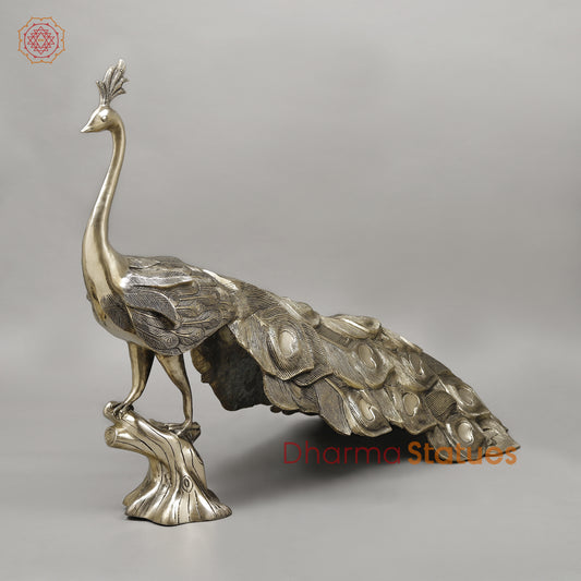 Brass Peacock, Fine Golden Finish, 25" (Single)