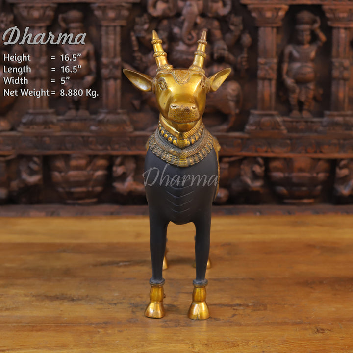 Brass Nandi Cow, Standing, Black patina and Golden Finish 16.5" front view