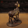 Brass Kamdhenu Cow Idol, Handcrafted Fine Golden with Copper Finish 9"