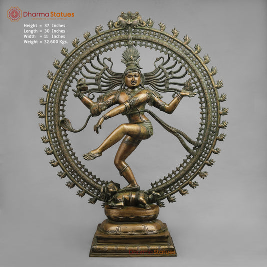 Brass Natraj Dancing shiva Fine, Antique Patina 37”